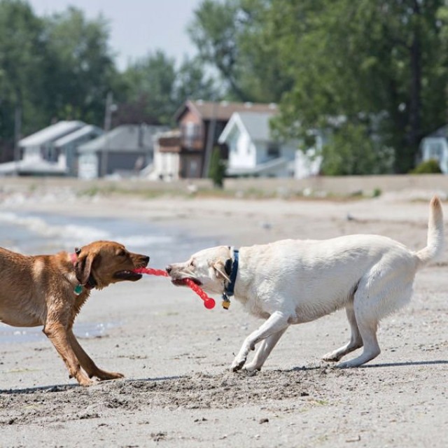 Kong Safestix Termoplastik Köpek Oyuncağı Medium 51 Cm