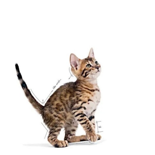 Royal Canin Kitten Sterilised Pouch Kısırlaştırılmış Yavru Konserve Kedi Maması 1 Adet 85 Gr