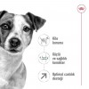 Royal Canin Mini Adult 8+ Küçük Irk Yaşlı Köpek Maması 2 Kg