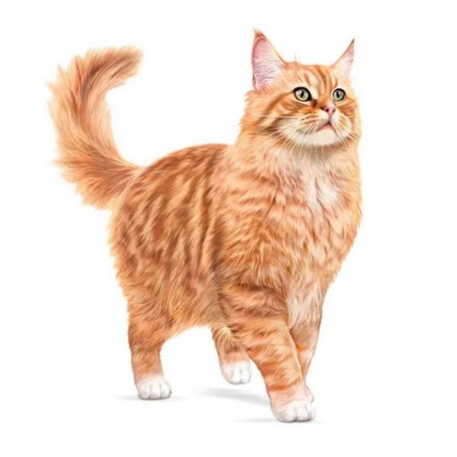 Royal Canin Healthy Ageing 11+ Sos İçinde Yaşlı Konserve Kedi Maması 85 Gr 1 Adet