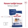 Royal Canin Maxi Adult Büyük Irk Yetişkin Köpek Maması 15 Kg