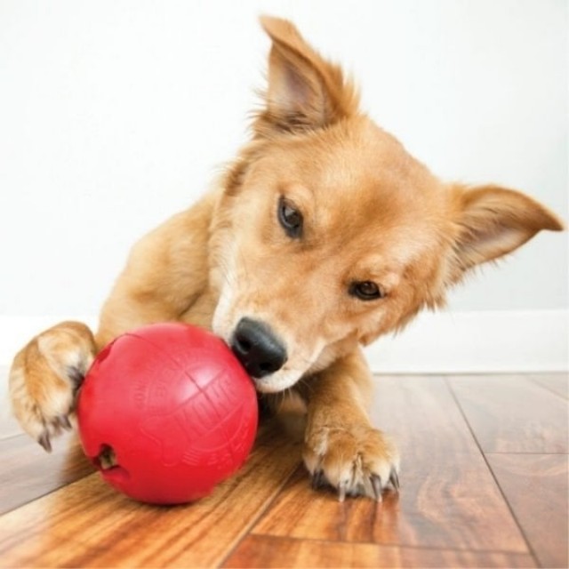 Kong Biscuit Ball Top Köpek Oyuncağı Large Kırmızı 7 Cm Kong Biscuit Ball Top Köpek Oyuncağı Large Kırmızı 7 Cm