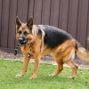 Kong Extreme Top İp Sallantılı Sesli Sert Plastik Köpek Oyuncağı Large Siyah Kong Extreme Top İp Sallantılı Sesli Sert Plastik Köpek Oyuncağı Large Siyah