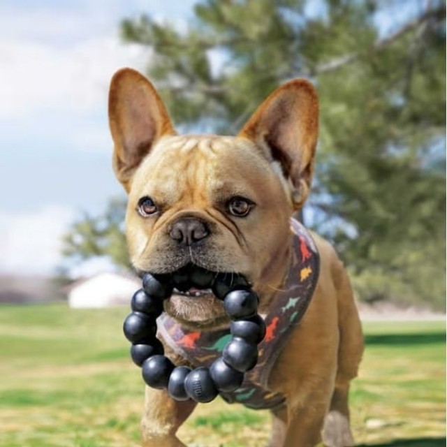 Kong Extreme Yüzük Şeklinde Ultra Sert Köpek Oyuncağı Xlarge Kong Extreme Yüzük Şeklinde Ultra Sert Köpek Oyuncağı Xlarge