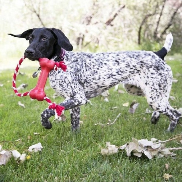 Kong Goodie Bone Kemik Şeklinde İp Sallantılı Köpek Oyuncağı Xsmall Kırmızı Kong Goodie Bone Kemik Şeklinde İp Sallantılı Köpek Oyuncağı Xsmall Kırmızı
