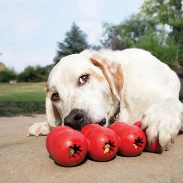 Kong Goodie Ribbon Çoklu Top Şeklinde Köpek Oyuncağı Medium Kırmızı Kong Goodie Ribbon Çoklu Top Şeklinde Köpek Oyuncağı Medium Kırmızı