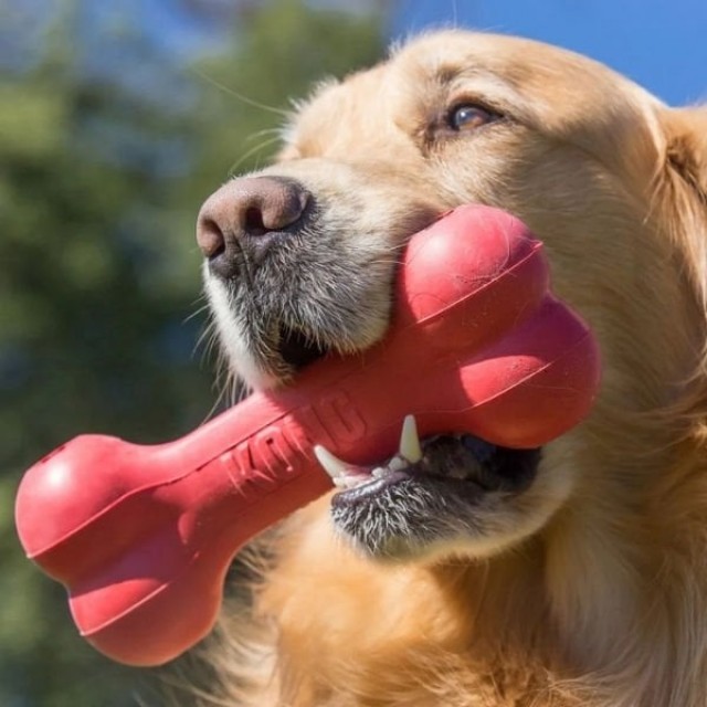 Kong Kemik Şeklinde Kauçuk Köpek Oyuncağı Large 21 Cm Kırmızı Kong Kemik Şeklinde Kauçuk Köpek Oyuncağı Large 21 Cm Kırmızı