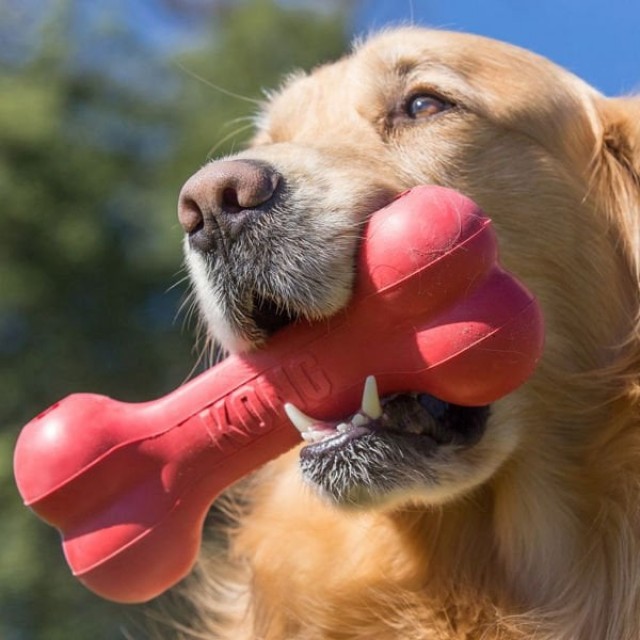 Kong Kemik Şeklinde Kauçuk Köpek Oyuncağı Small 13.5 Cm Kırmızı Kong Kemik Şeklinde Kauçuk Köpek Oyuncağı Small 13.5 Cm Kırmızı