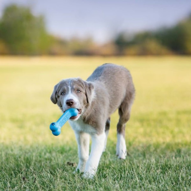 Kong Puppy Yavru Köpek Ödül Oyun Topu Medium 8 Cm