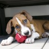 Kong Stuff A Ball Çok Amaçlı Kauçuk Köpek Oyuncağı Small Kong Stuff A Ball Çok Amaçlı Kauçuk Köpek Oyuncağı Small