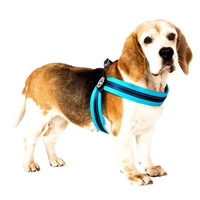 Max & Molly Q-Fit Matrix Köpek Göğüs Tasması Xsmall Sky Blue 36-38 Cm