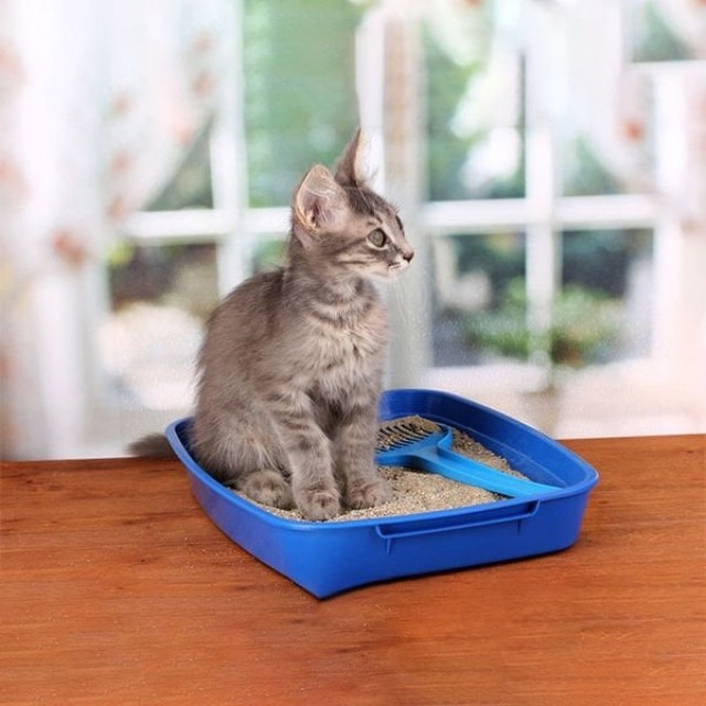 Reflex Aktif Karbonlu Doğal Topaklanan Kedi Kumu 10 Lt Reflex Aktif Karbonlu Doğal Topaklanan Kedi Kumu 10 Lt