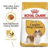 Royal Canin Cavalier King Charles Yetişkin Köpek Maması 1.5 Kg