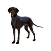 Trixie Haşere Kovucu Köpek Kıyafeti Xsmall Trixie Haşere Kovucu Köpek Kıyafeti Xsmall