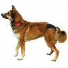Trixie Hijyenik Köpek Külodu Large Siyah 50–59 Cm Trixie Hijyenik Köpek Külodu Large Siyah 50–59 Cm