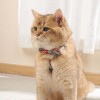 M-Pets Urbanstyle Freestyle Papyon (XS-S)