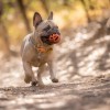 Chuckit! Air Fetch Ball 2 Li Köpek Oyun Topu Küçük Boy