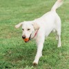 Chuckit! Air Fetch Ball Köpek Oyun Topu Büyük Boy