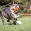Chuckit! Air Fetch Football Köpek Oyun Topu