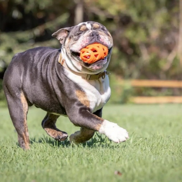 Chuckit! Air Fetch Football Köpek Oyun Topu