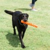 Chuckit! Air Fetch Stick Köpek Oyuncağı Büyük Boy