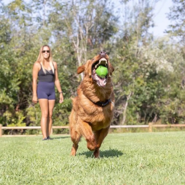Chuckit! Erratic Ball Köpek Oyun Topu Büyük Boy