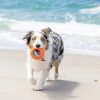 Chuckit! Suda Batmayan Köpek Oyun Halkası