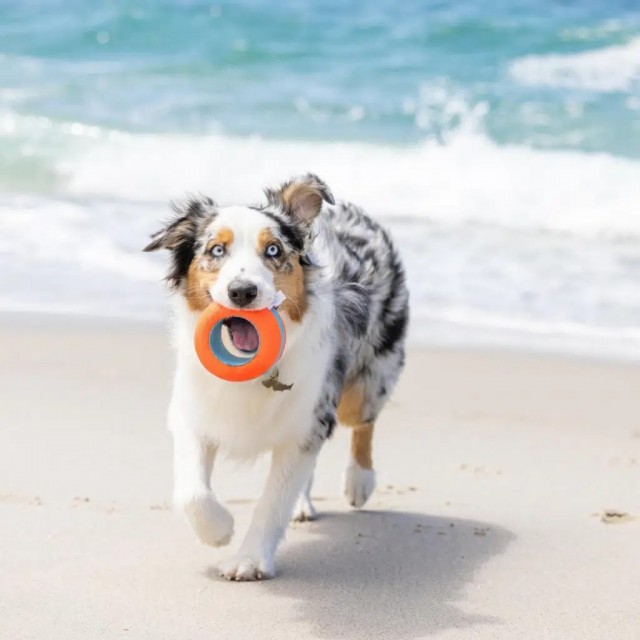 Chuckit! Suda Batmayan Köpek Oyun Halkası