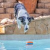 Chuckit! Suda Batmayan Köpek Oyun Halkası