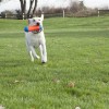 Chuckit! Tumble Bumper Suda Batmayan Köpek Oyuncağı Orta Boy