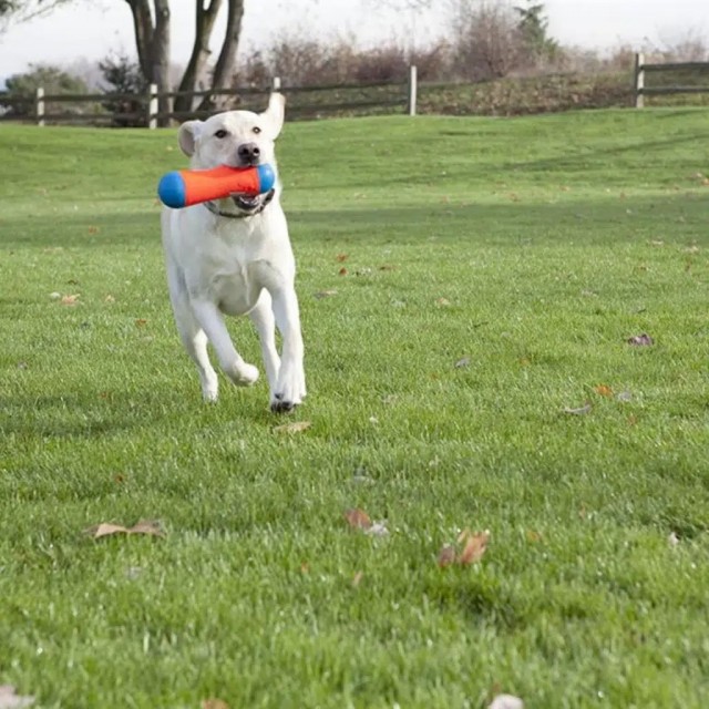 Chuckit! Tumble Bumper Suda Batmayan Köpek Oyuncağı Orta Boy