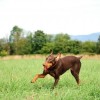 Chuckit! Ultra Ball Köpek Oyun Topu Büyük Boy