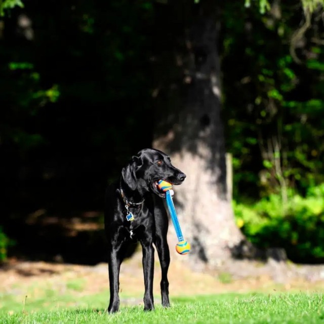 Chuckit! Ultra Duo Tug 2 Li Köpek Çekiştirme Topu Küçük Boy