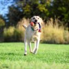 Chuckit! Ultra Duo Tug 2 Li Köpek Çekiştirme Topu Küçük Boy