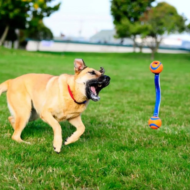 Chuckit! Ultra Duo Tug 2 Li Köpek Çekiştirme Topu Orta Boy