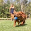 Chuckit! Ultra Squeaker Sesli Köpek Oyun Topu XL Boy
