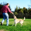 Chuckit! Ultra Tug Köpek Çekiştirme Topu Orta Boy