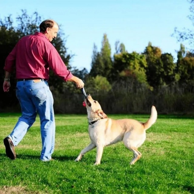 Chuckit! Ultra Tug Köpek Çekiştirme Topu Orta Boy