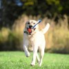 Chuckit! Ultra Tug Köpek Çekiştirme Topu Orta Boy