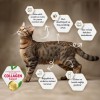 Felicia Düşük Tahıllı Hipoalerjenik Somonlu Yetişkin Kedi Maması 2kg