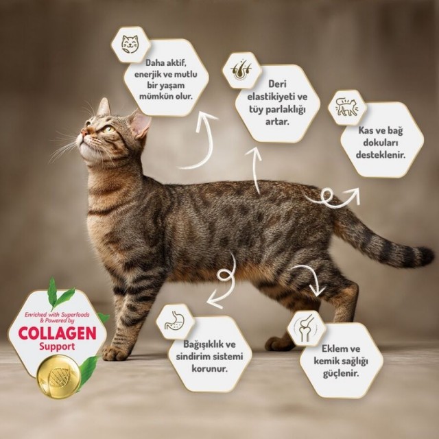 Felicia Düşük Tahıllı Hipoalerjenik Somonlu Yetişkin Kedi Maması 2kg