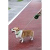 M-Pets Liberty Otomatik Şerit Gezdirme Kayışı Yeşil 3m S
