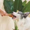 M-PETS Carnivore Dog Toy Drumstick Pastırma Aromalı Köpek Oyuncağı