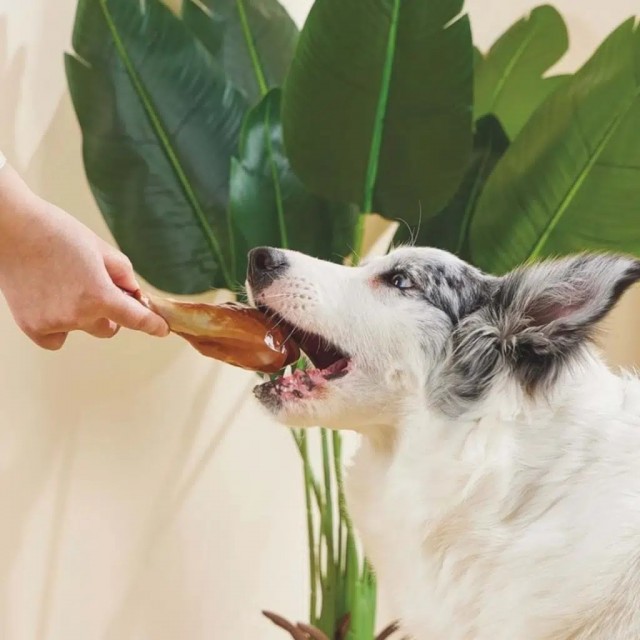 M-PETS Carnivore Dog Toy Drumstick Pastırma Aromalı Köpek Oyuncağı