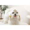 M-PETS GLAM TOKA AKSESUAR SARI 60900199