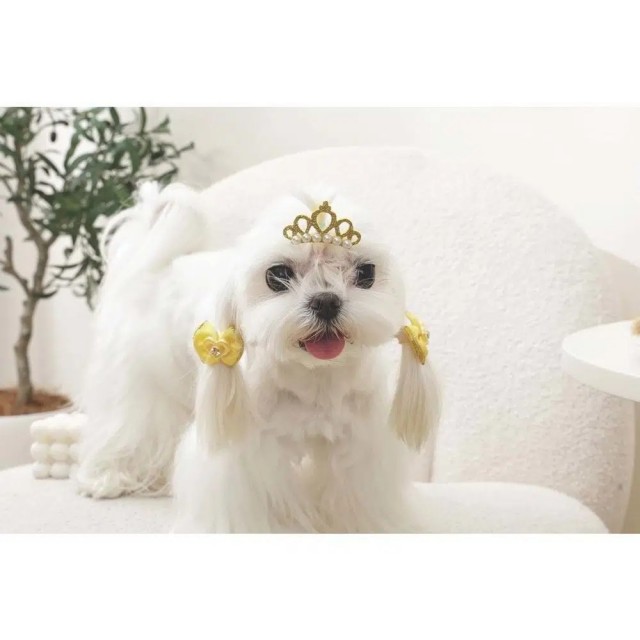 M-PETS GLAM TOKA AKSESUAR SARI 60900199