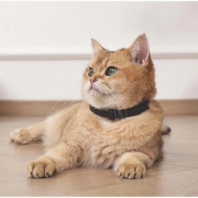 M-Pets Keep Calm Calming Sakinleştirici Kedi Tasması 4 Lü Mix Color