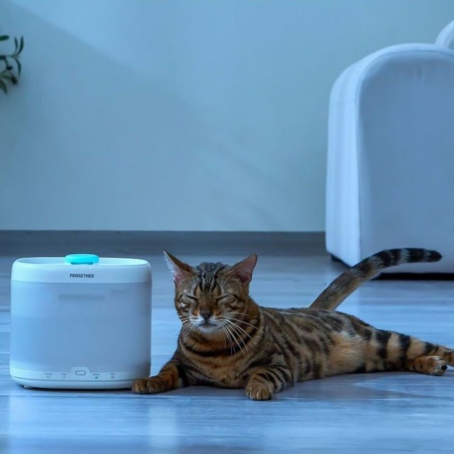 Pawgether Pure 3S Otomatik Su Sebili 2lt