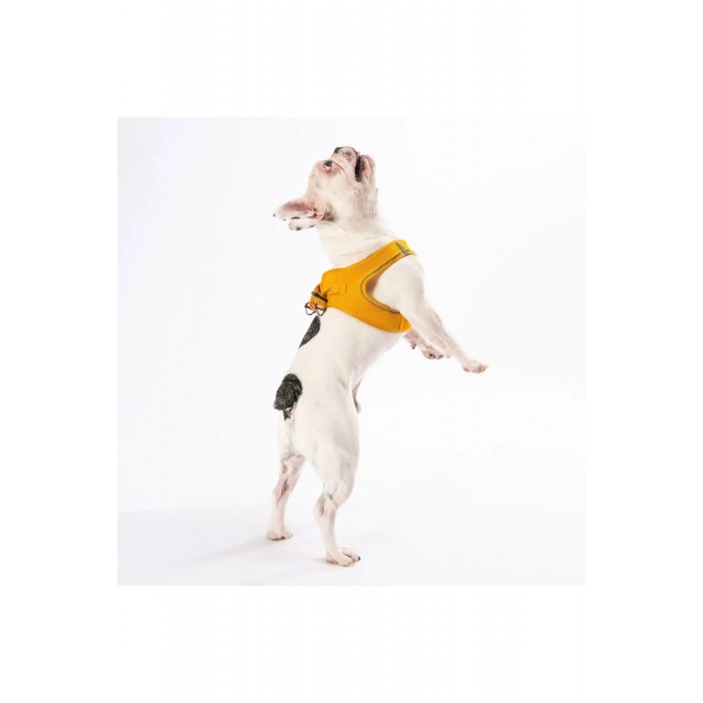 Pawstar Gold Air-mesh Göğüs Tasması