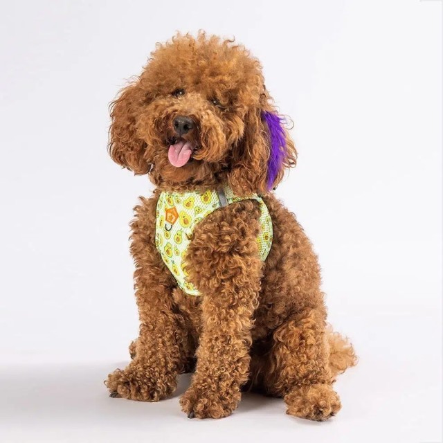 Pawstar Köpek Göğüs Tasması Avocado Desenli S